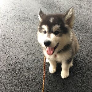 Meet your Posher, Ali